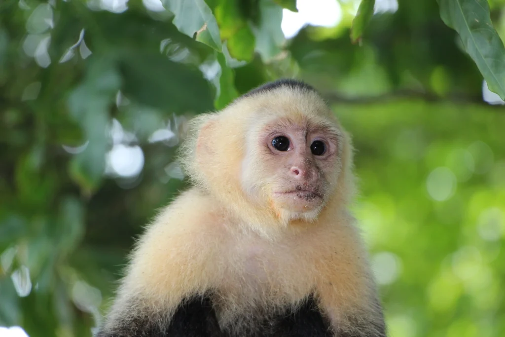 excursiones desde san jose Parque Nacional Manuel Antonio